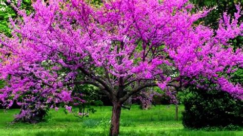 Top 10 Beautiful Small Trees To Plant Near House With Small Spaces