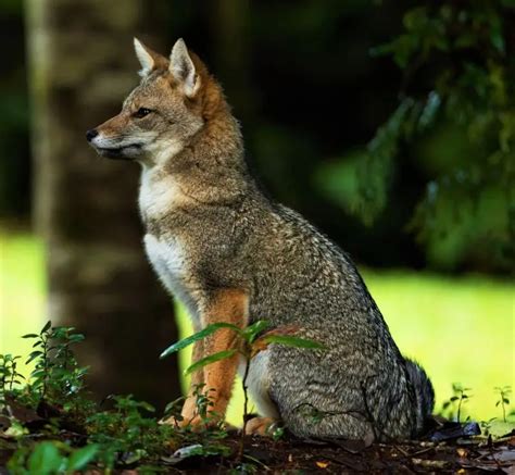 South American Gray Fox Facts Diet Habitat And Pictures On Animaliabio