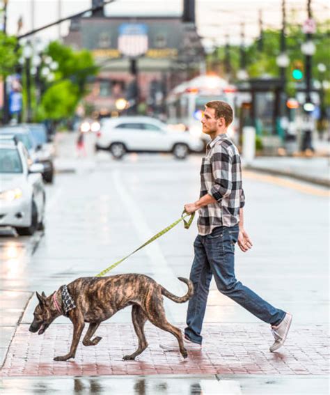 Man Walking Dog Stock Photos Pictures And Royalty Free Images Istock