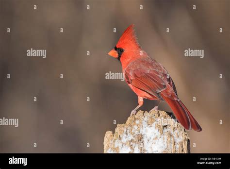 Male Cardinal In Winter Stock Photo Alamy
