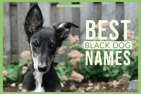 Best Black Dog Names For Mans Best Friend