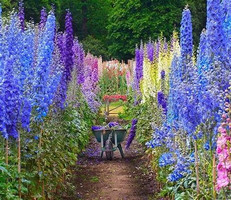 Larkspur Giant Imperial Mix 100 Seeds Delphinium Consolida Shipping