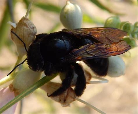Large Black Carpenter Bee Xylocopa Sonorina Bugguidenet