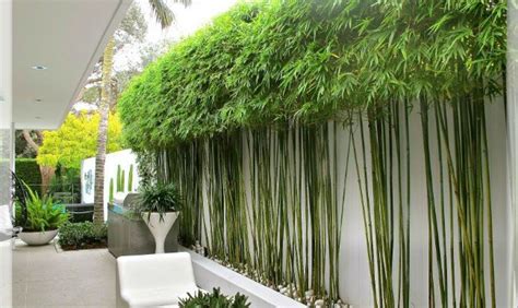 Image Result For Clumping Bamboo Landscaping Modern Garden