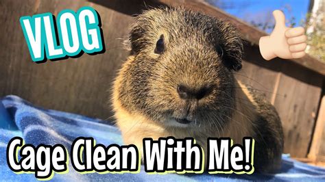 Clean The Guinea Pigs Cage With Me Routine VLOG YouTube