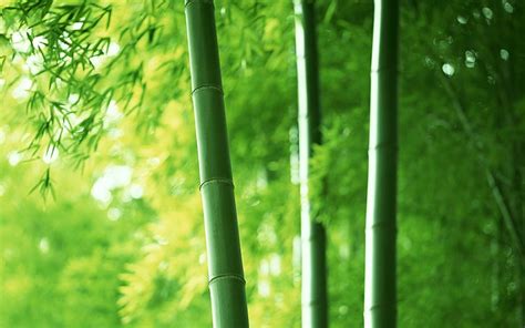 Hd Wallpaper Bamboo Trees Thickets Path Nature Forest Leaf Wood