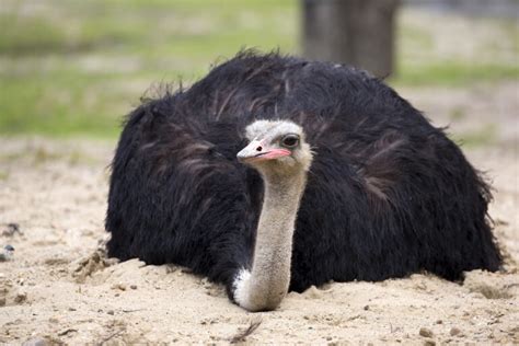 Ostrich Symbolism And Meaning Totem Spirit And Omens World Birds