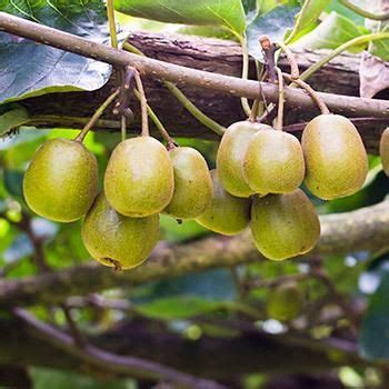 Check spelling or type a new query. Tropical Fruit Plants | Tropical Fruit Trees | Fast ...