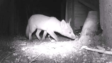 Ealing Fox Cubs Nocturnal Footage Youtube
