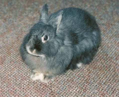 10 Smallest Rabbit Breeds In The World With Pictures 2024