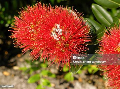 Bright Red Bloom Of Pohutukawa Tree Stock Photo Download Image Now