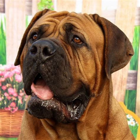 Standard Mastiff Sq Zoom Mastiff Breeds Dog Breeds Large Dog Breeds