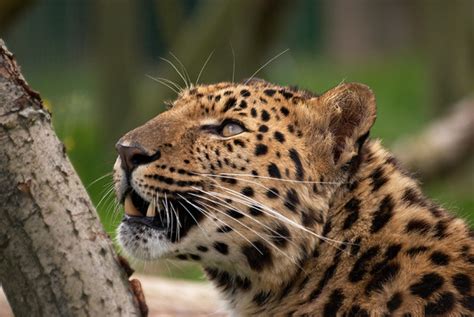 Amur Leopard This Is Artur A Male Amur Leopard Whfo