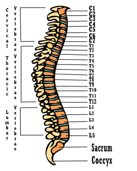 Human Spine Anatomy Scheme Very High Hand Drawing Illustration On