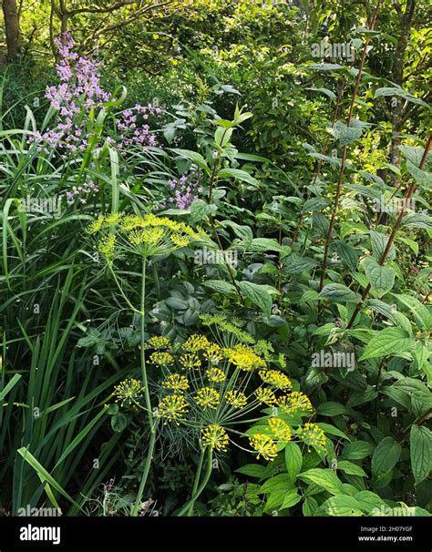 Pastinaca Sativa Wild Parsnip Can Be Quite Massive Up To Two Metres