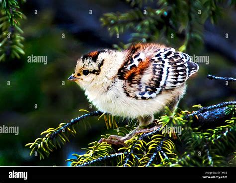 Spruce Grouse Chick High Resolution Stock Photography And Images Alamy