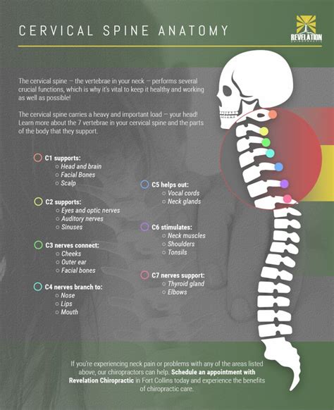 Spine Health Part The Importance Of The Cervical Spine Revelation