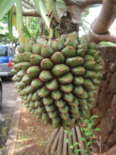 Authentic kueh ketayap calls for juiced pandan leaves. The World's most recently posted photos of fruit and ...