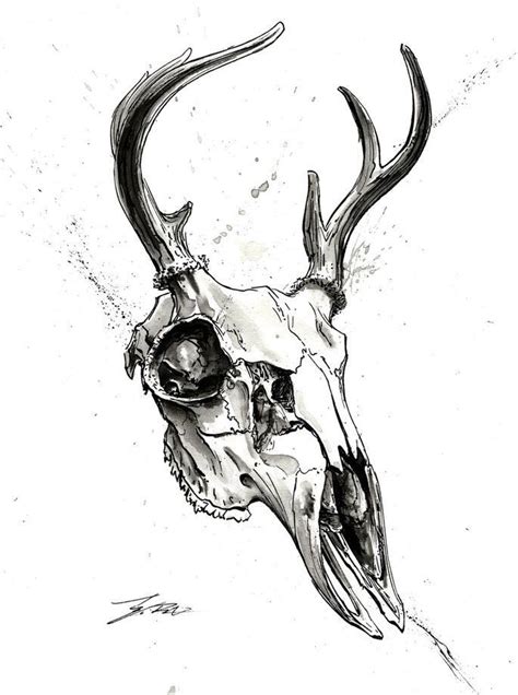 A Black And White Drawing Of A Deer Skull With Large Antlers On Its Head