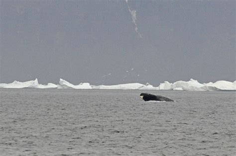 Bowhead Whale Breaching This Bowhead Seemed To Be Losing S Flickr