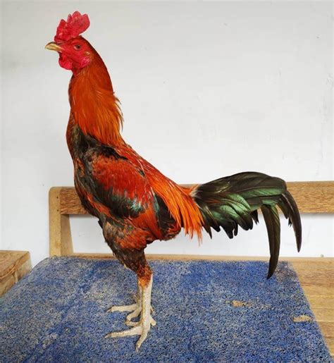 Jenis Jenis Ayam Di Indonesia Imagesee