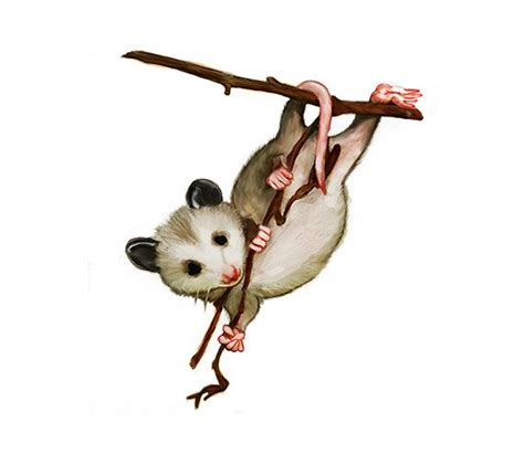 Watercolor Hanging Possum Digital Nature Print By 641digital Animal
