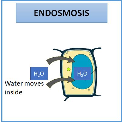 The below diagram represents a plant cell after being placed in a strong sugar solution. Endosmosis of water occurs when in comparison with class ...