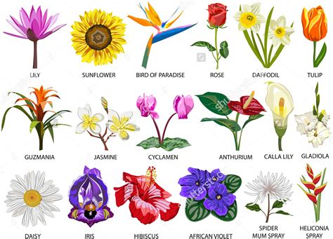 Kinds Of Flowers With Pictures And Names