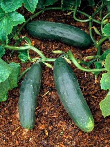 Stop Buying Cucumbers At The Store Its Easier Than You Think To Grow