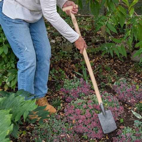 Buy Dewit Small Spade With Long T Handle Delivery By Waitrose Garden