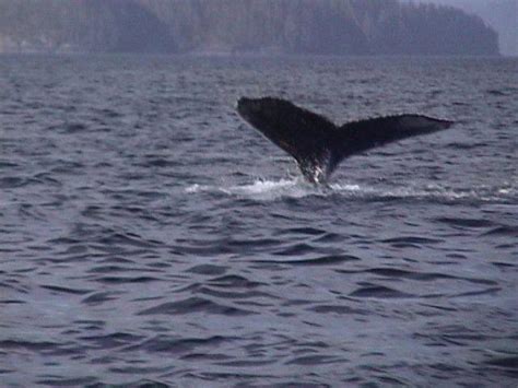 Whale Watching Tour From The Lodge Grizzly Bear Tours And Whale