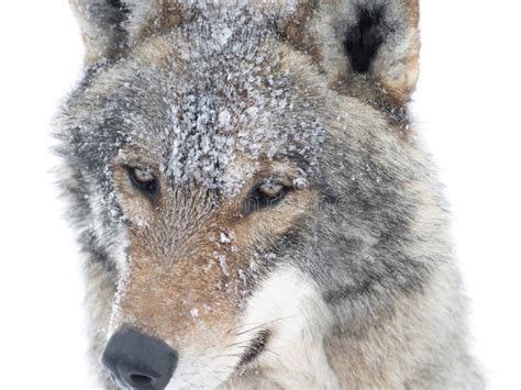Wolf Portrait Isolated On A White Stock Photo Image Of Force Canine