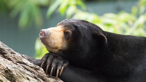 Sun Bear Perth Zoo