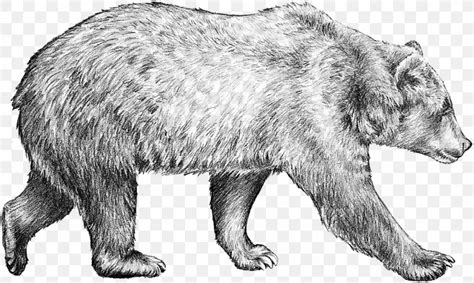 Brown Bear Drawing Grizzly Bear Sketch Png 1110x665px Bear Art