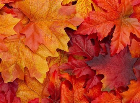 26 Autumn Leaves Aesthetic Wallpaper Basty Wallpaper