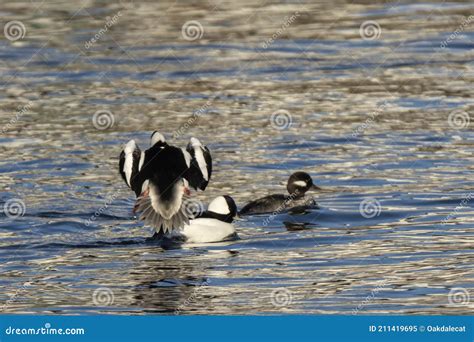Sexual Display By Male Bufflehead Duck Stock Image Image Of Migratory