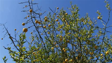 Poncirus (Citrus) trifoliata - YouTube