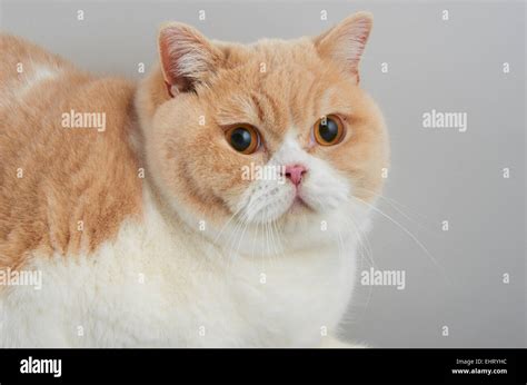 Cat Domestic Cream High Resolution Stock Photography And Images Alamy