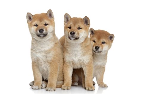 7 Personality Facts About Shiba Inu Dogs Petland Sarasota