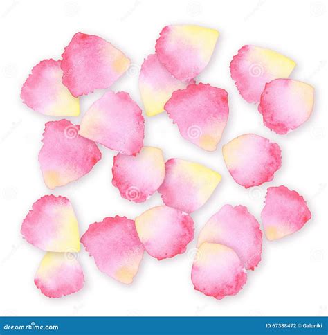 Watercolor Rose Petal Design Element Stock Photo Image Of Natural