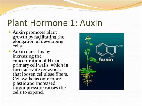 Ppt Plant Hormones And Plant Reproduction Powerpoint Presentation