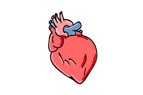 Human Heart Cartoon Cartoon Heart Human Heart Anatomy Retro