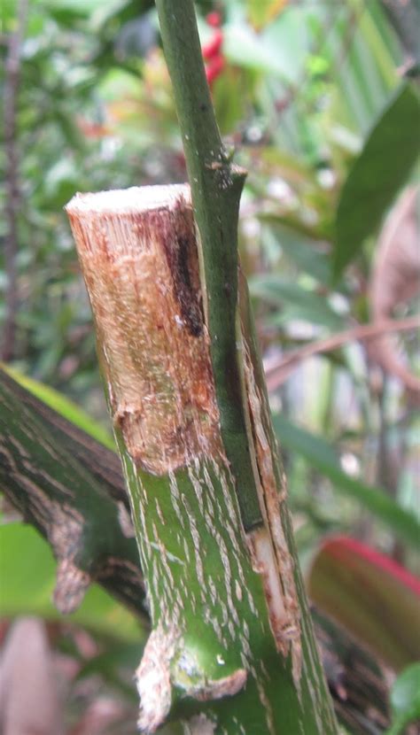Grafting is a technique used to grow fruit tree cultivars that cannot be reproduced from seed. Tropical Synapses: Citrus grafting results at four weeks