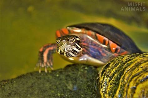 Midland Painted Turtle C P Marginata Species Information