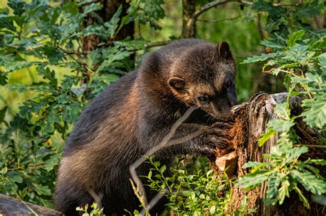 Wolverine Gulo Gulo Norway Photo By Kenneth Gjesdal At
