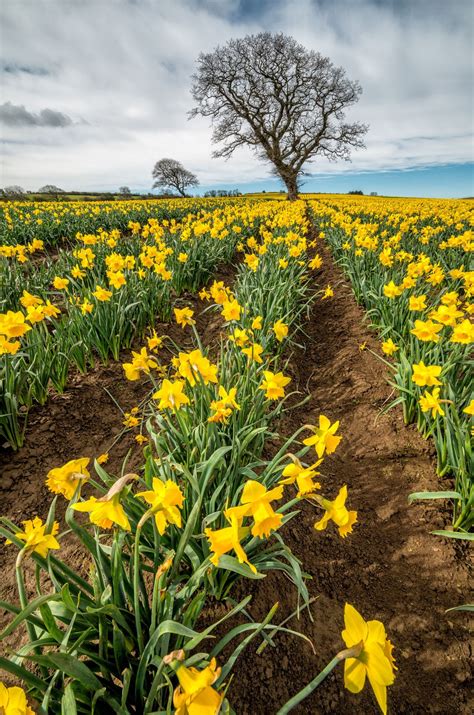 Rows Of Daffodils Trees In A Field Of Daffodils Spring Time In Wales