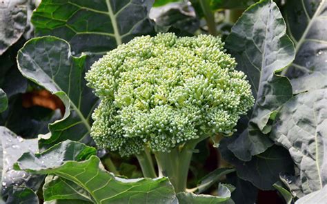 How To Grow Broccoli Marias Farm Country Kitchen