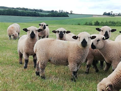 British Sheep Breeds App Page 4 The Farming Forum