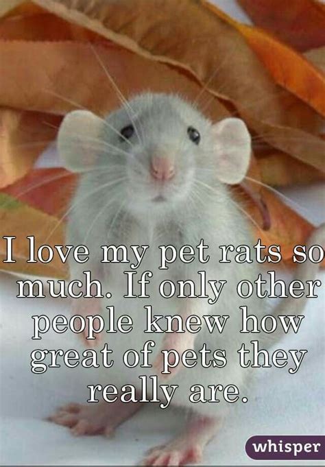 Pin By Laurie Herndon On Animals 1 Rats You Must Love Ratties