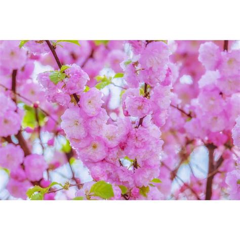 Online Orchards Shogetsu Cherry Blossom Tree Bare Root 3 Ft To 4 Ft
